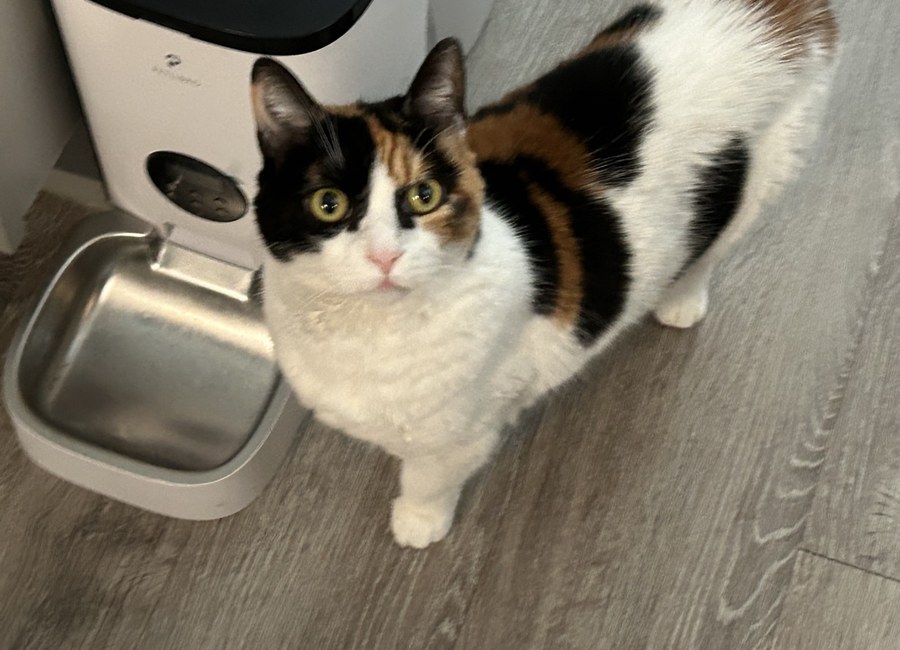 Calico cat looking up at the camera next to her food and water bowls