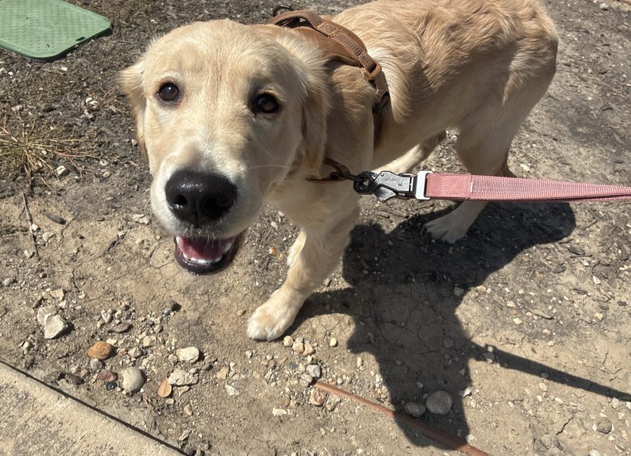 Happy golden retriever puppy on a leashed walk